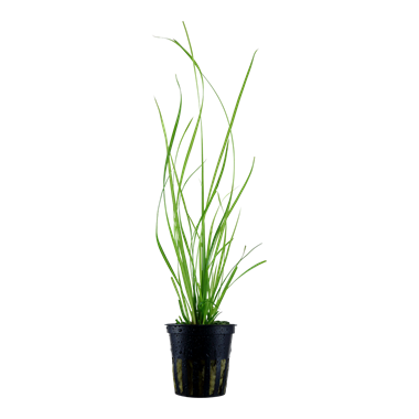 Tropica Cyperus helferi - Potted