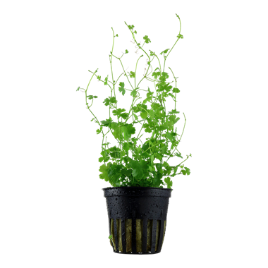 Tropica Hydrocotyle tripartita - En pot