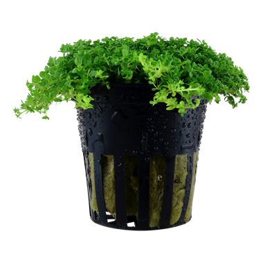 Tropica Hemianthus callitrichoides Cuba