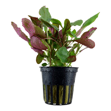 Tropica Lobelia cardinalis