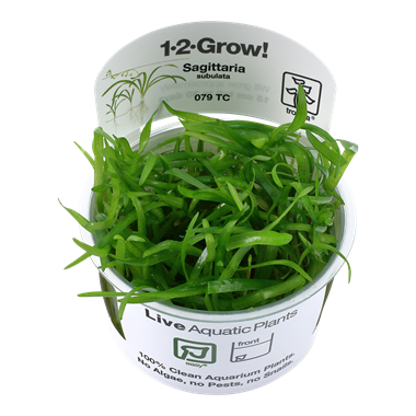 Tropica Sagittaria subulata 1-2-Culture
