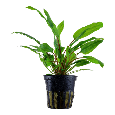Tropica Cryptocoryne wendtii