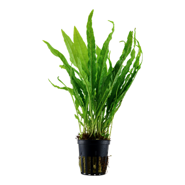 Tropica Microsorum pteropus - En pot