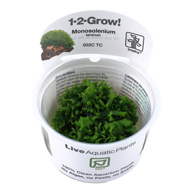 Tropica Monosolenium tenerum 1-2-Grow