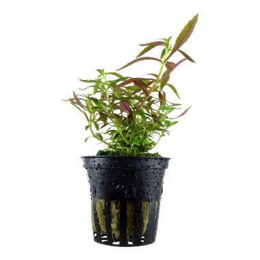 Tropica Limnophila hippuroides