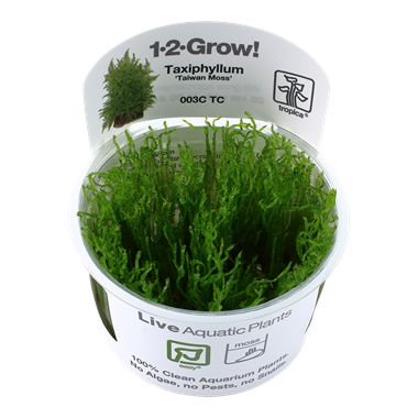 Tropica Taxiphyllum Alternans Taiwan Moss 1-2-Grow