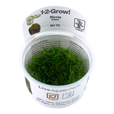 Tropica Riccia fluitans 1-2-Grow