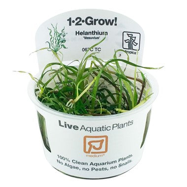 Tropica Helanthium Vesuvius 1-2-Grow