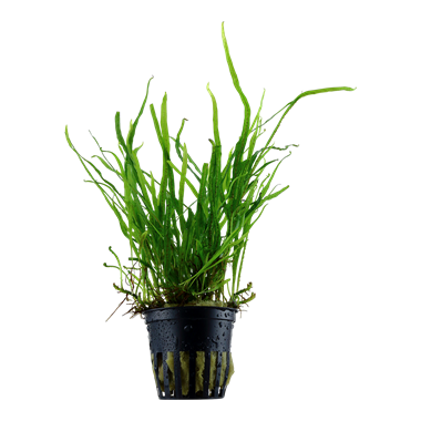 Tropica Microsorum pteropus Trident - Potted