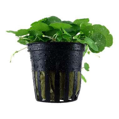 Tropica Hydrocotyle verticilliata