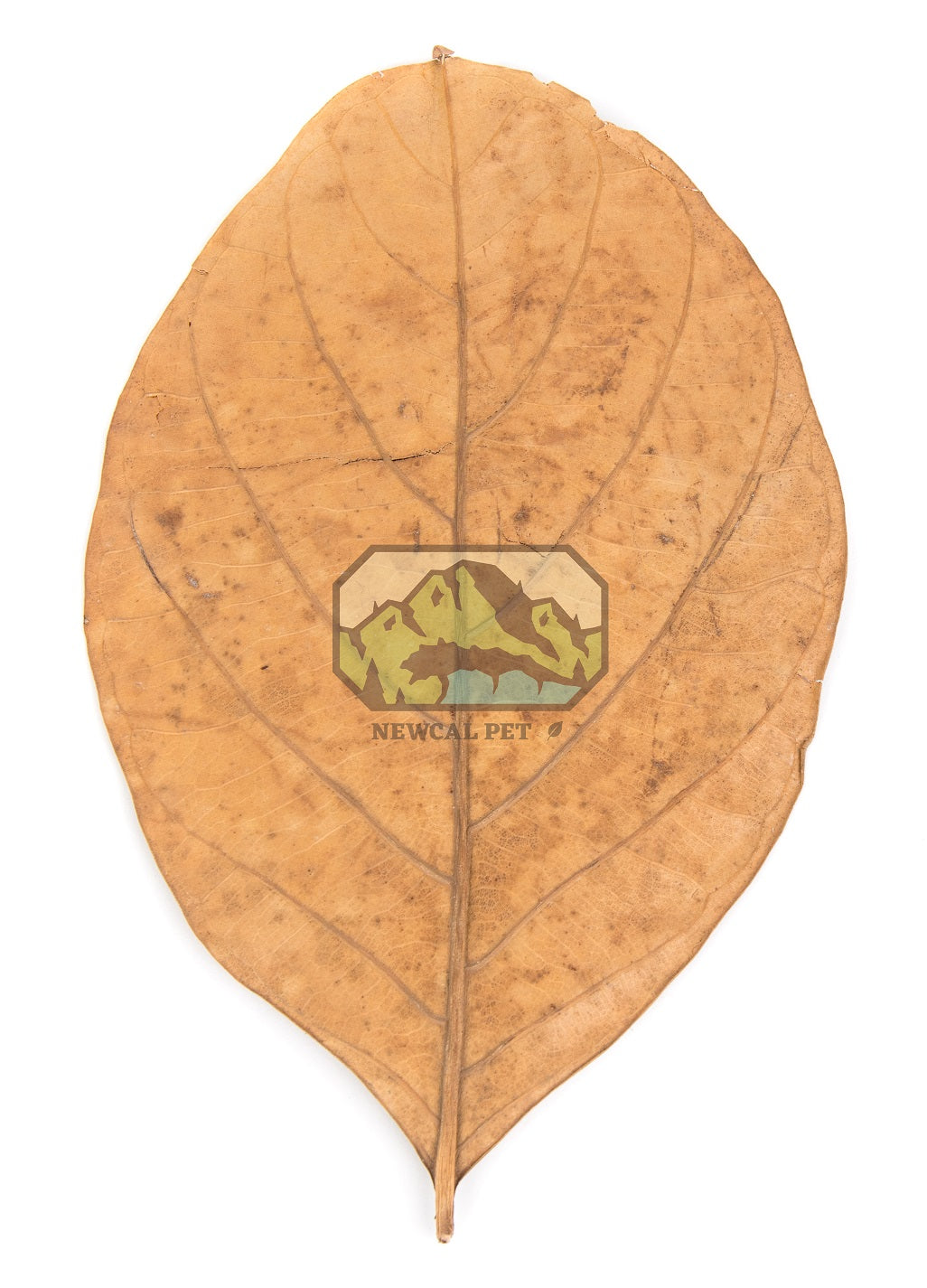 NewCal Jackfruit Leaves