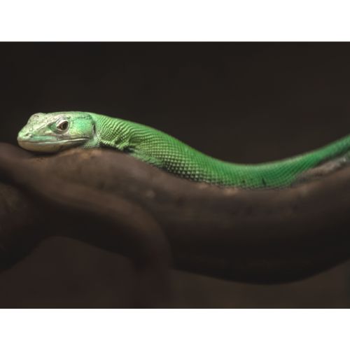 Green Keel-Bellied Lizard (Gastropholis prasina)