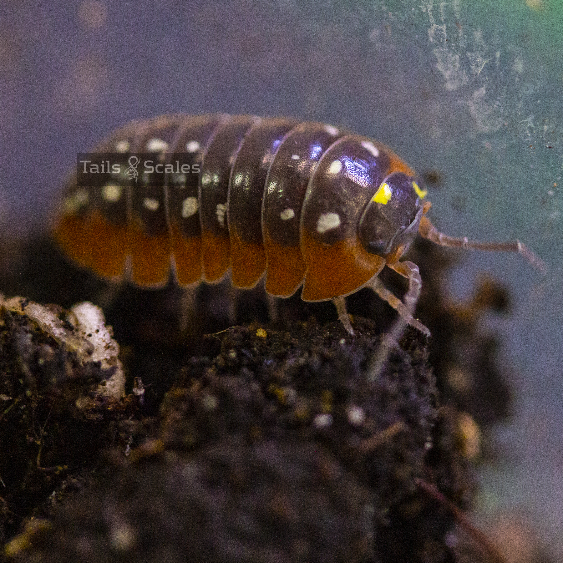 Armadillidium klugii 'Monténégro' (Isopode Clown)