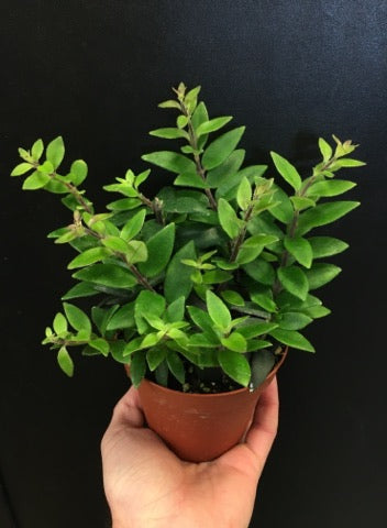 Rouge à lèvres Mira Vine