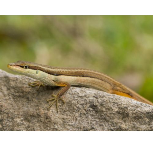 Lézard des herbes à longue queue