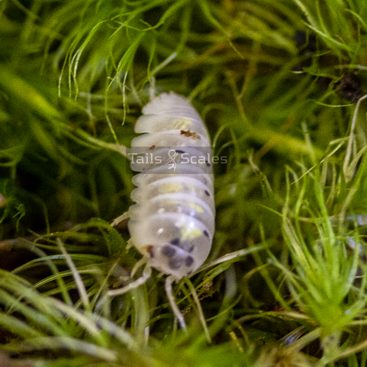 Armadillidium vulgare (Magic Potion Isopod)