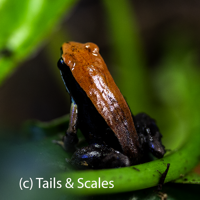 Mantella betsileo Brun