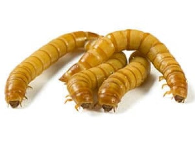 Giant Mealworms