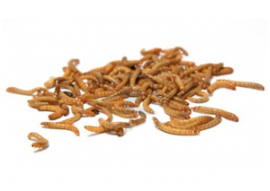 Mealworms Micro (special order only)