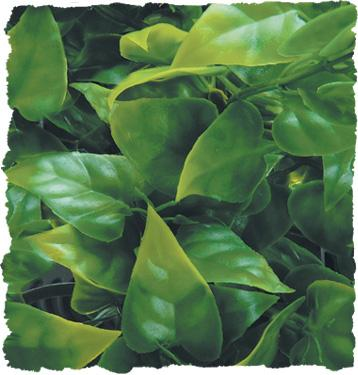 Flore naturaliste du Zoo Med - Phyllo mexicain