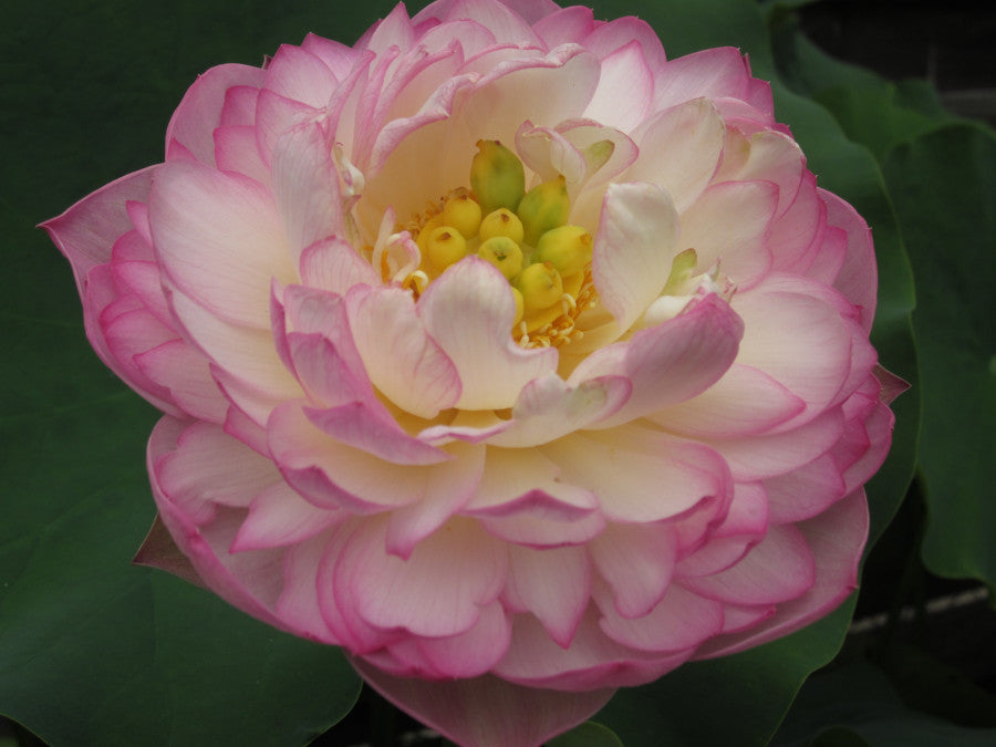 Nelumbo Fu Zuo Lian