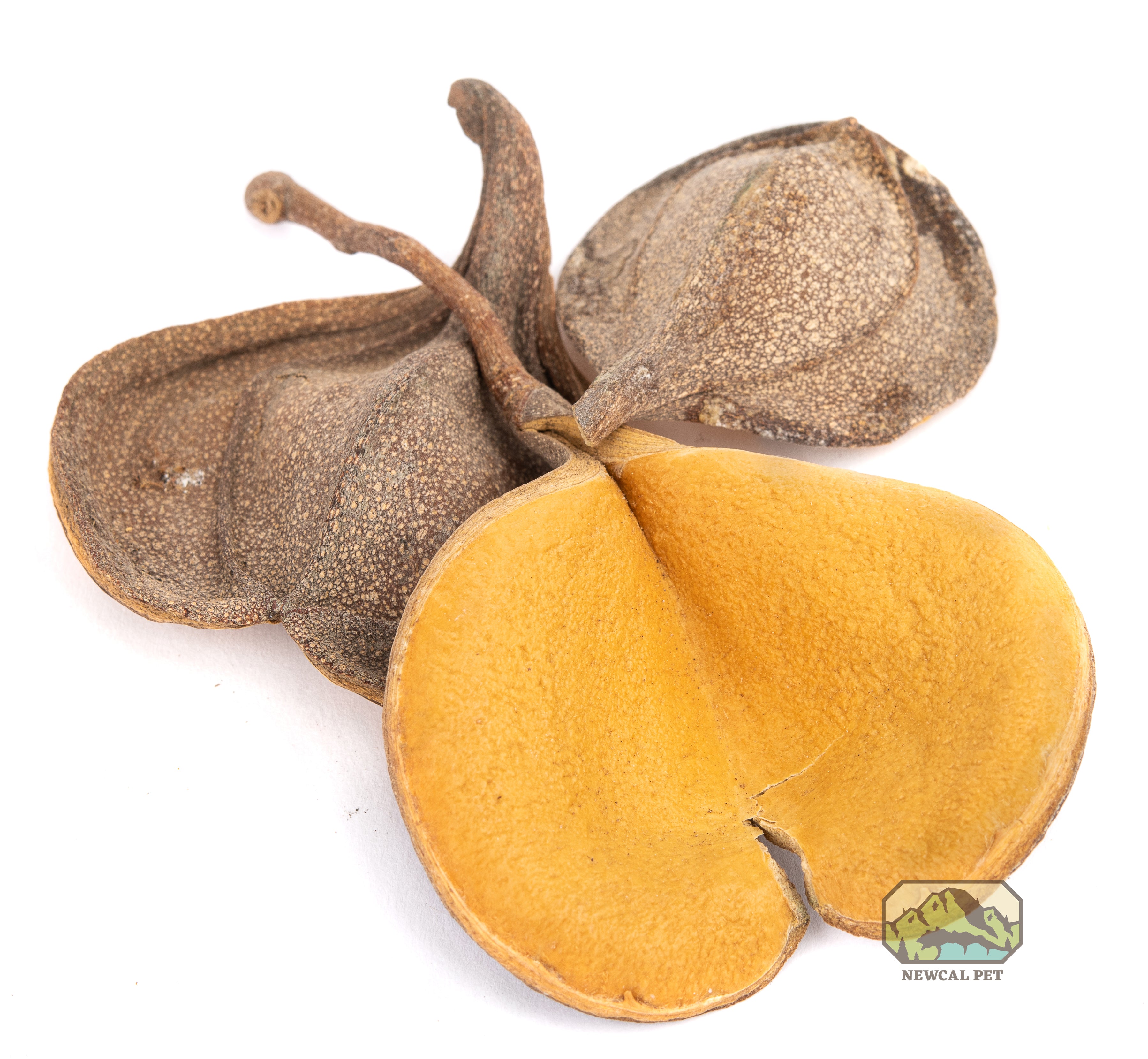 NewCal Elephant's Ear