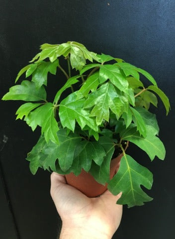 Cissus à feuilles de chêne