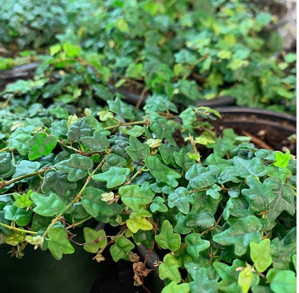 Oak Leaf Creeping Ficus