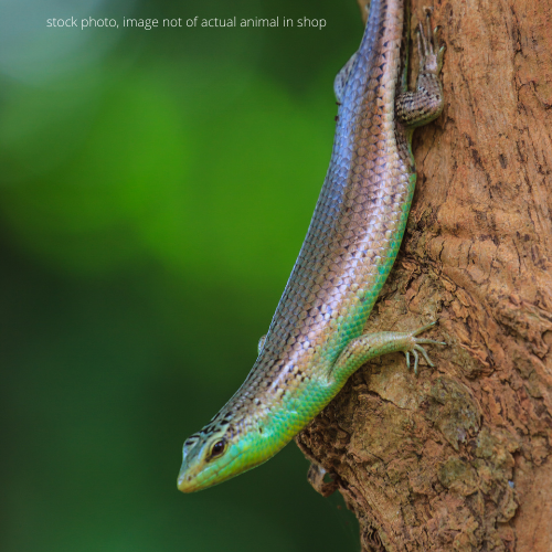 Olive Tree Skink