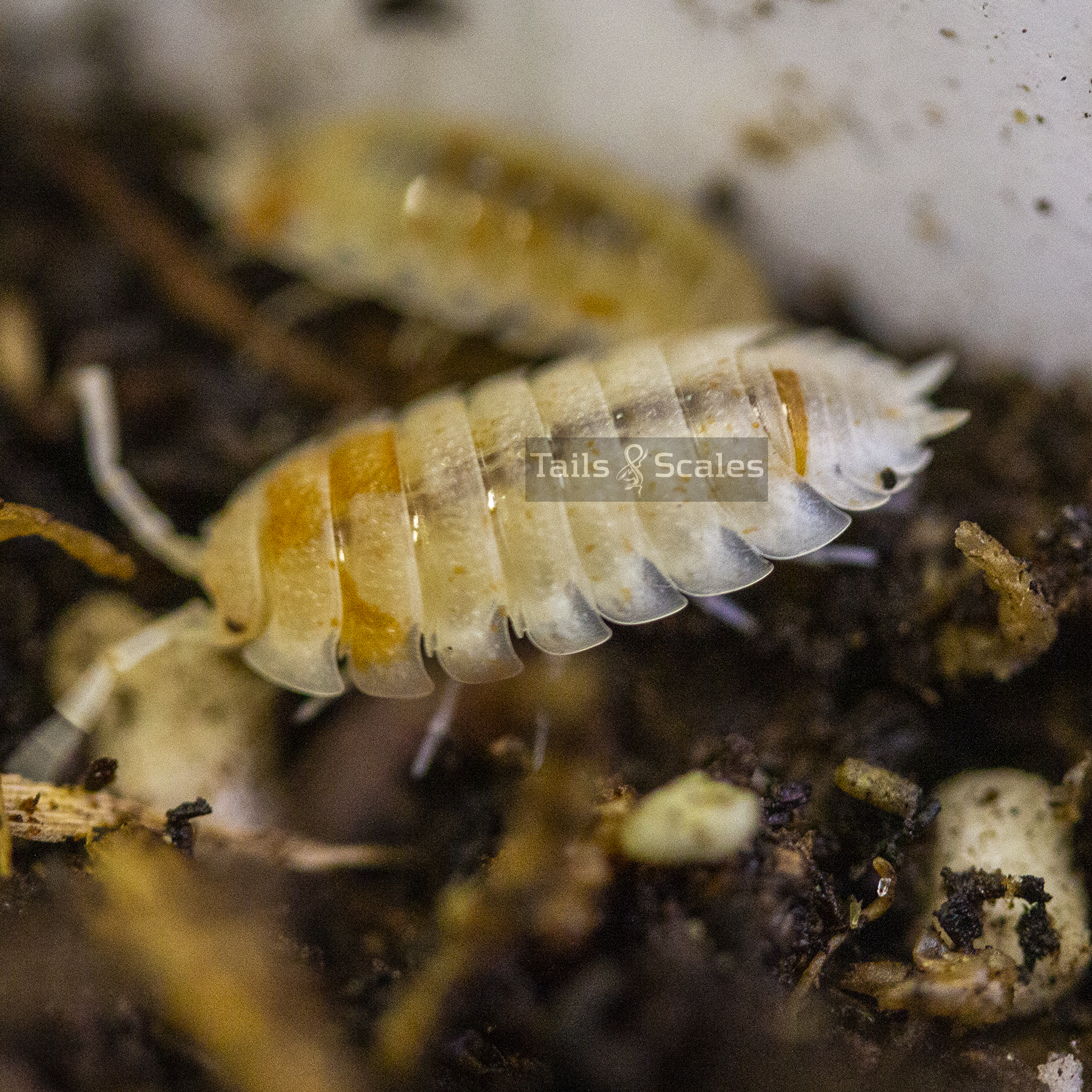 Porcellio scaber (Orange Dalmatian Isopod)