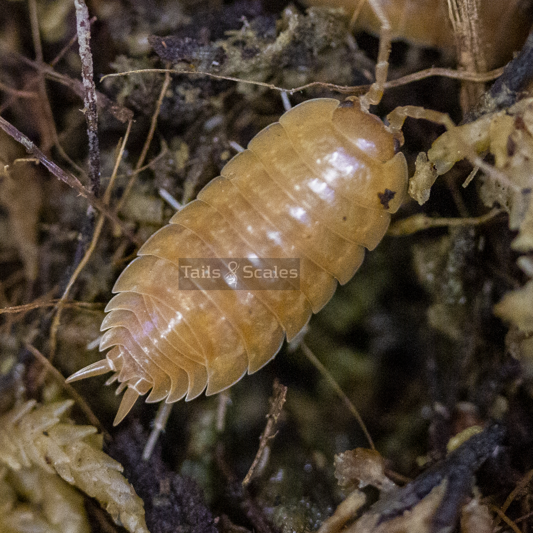 Porcellio laevis (Smooth Orange Isopod)