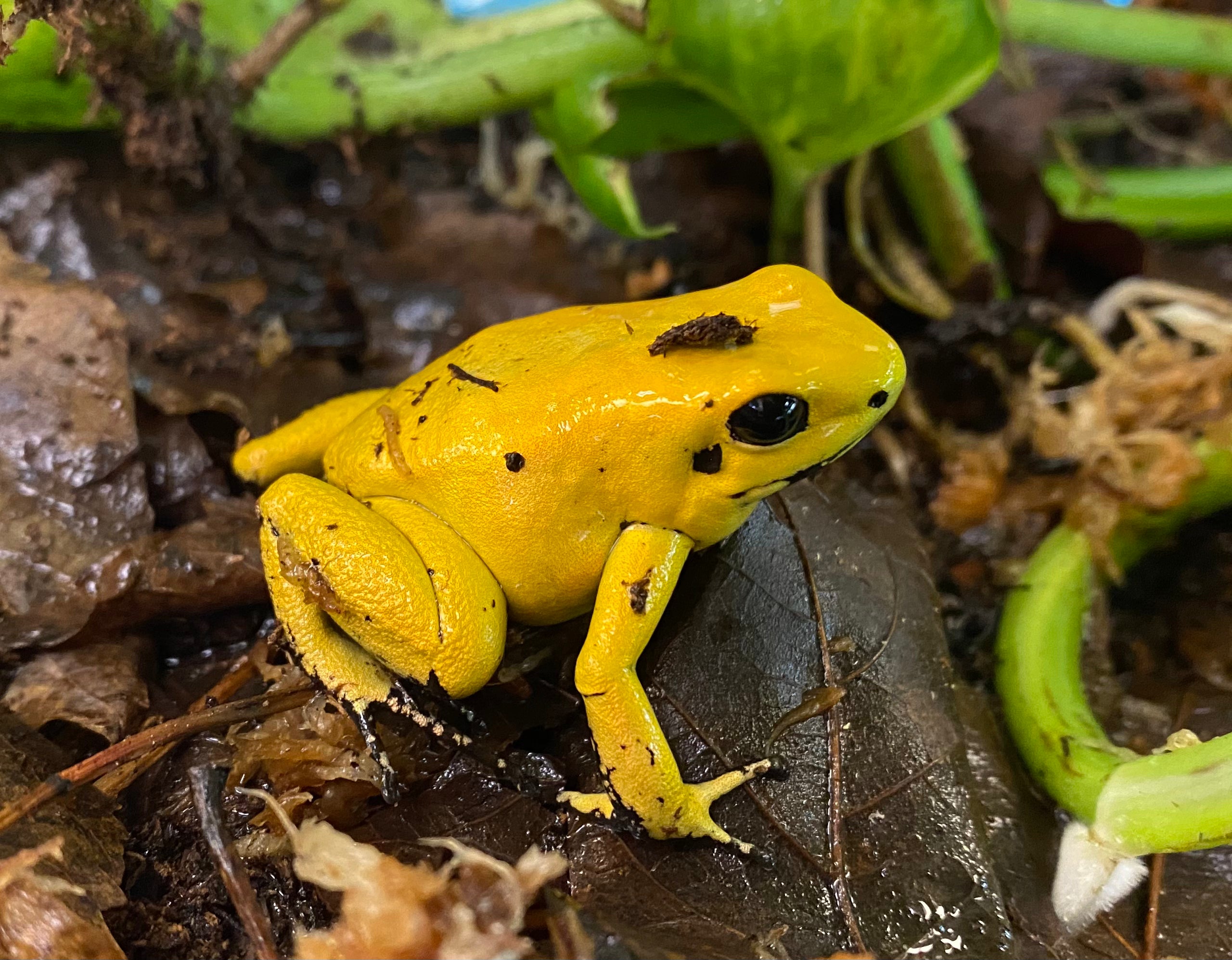 Phyllobates terribilis "doré"