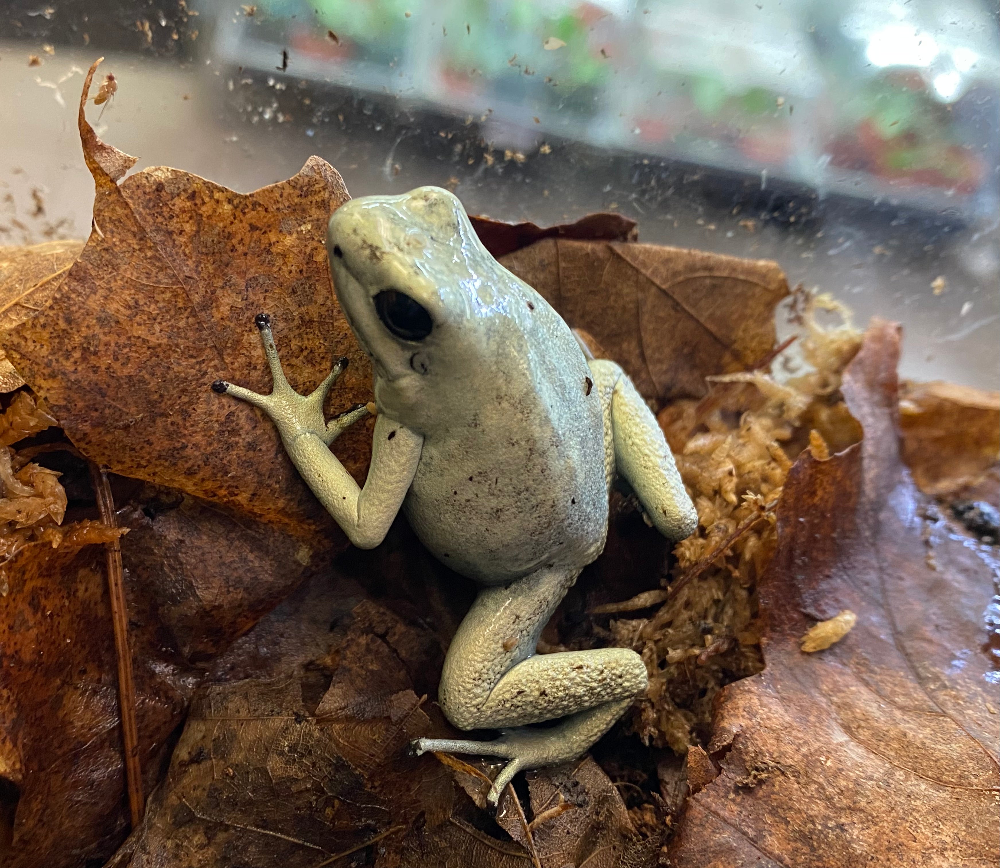 Phyllobates terribilis « Menthe »