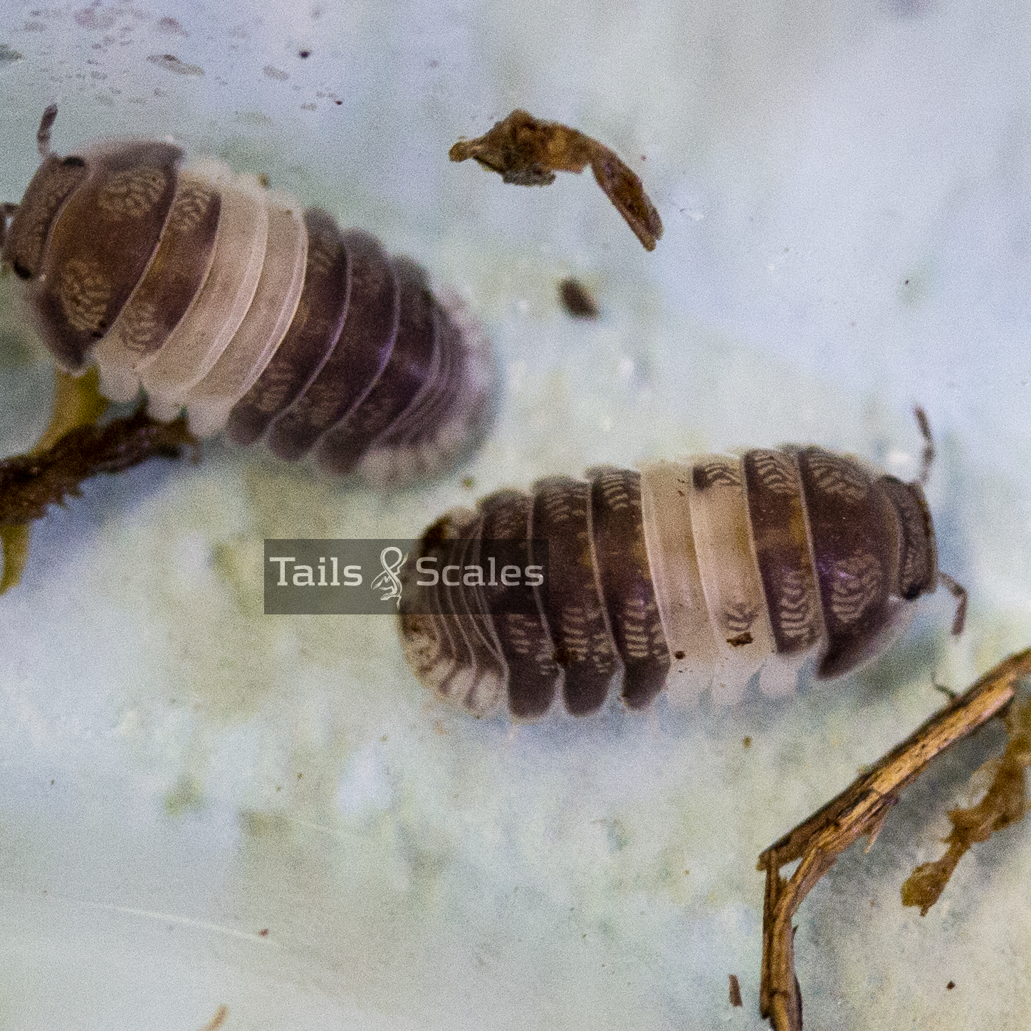 Cubaris sp. 'Panda King' Isopod