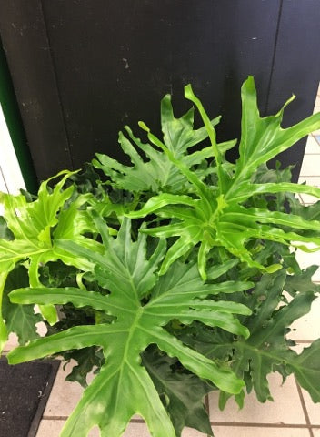 Philodendron Lickety Split