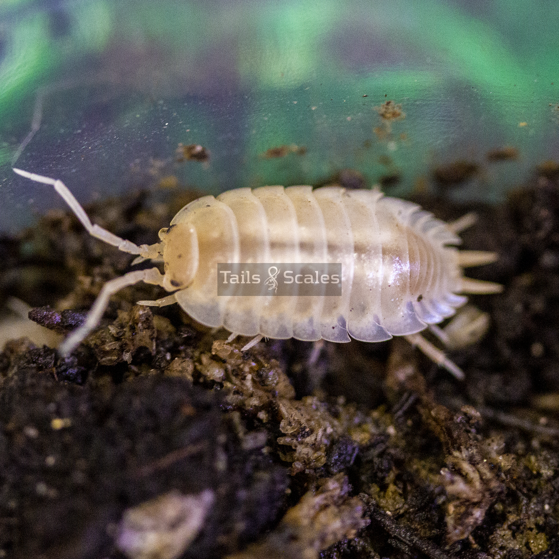 Porcellio laevis (Smooth White Isopod)
