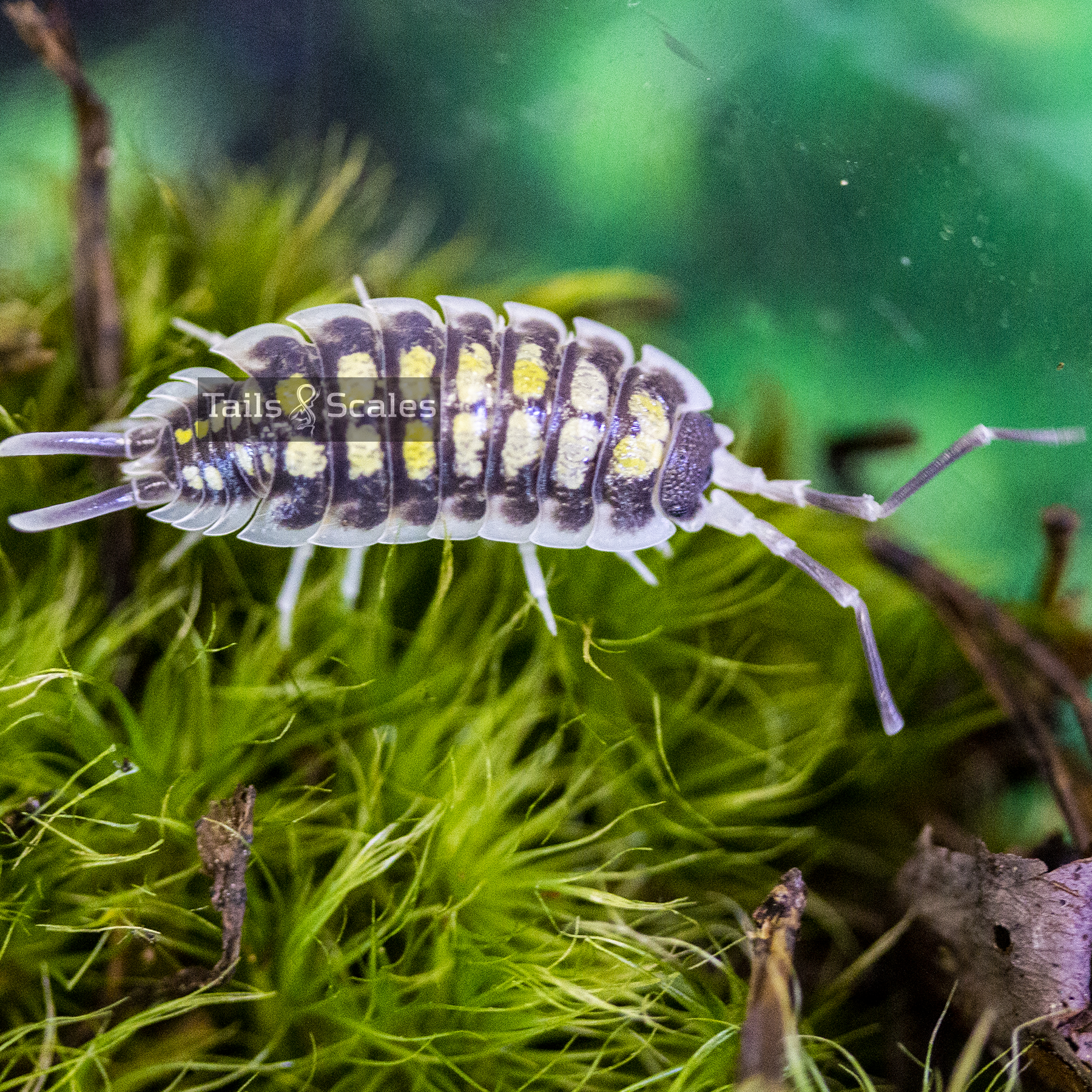 Porcellio haasi (High Yellow Haasi Isopod)
