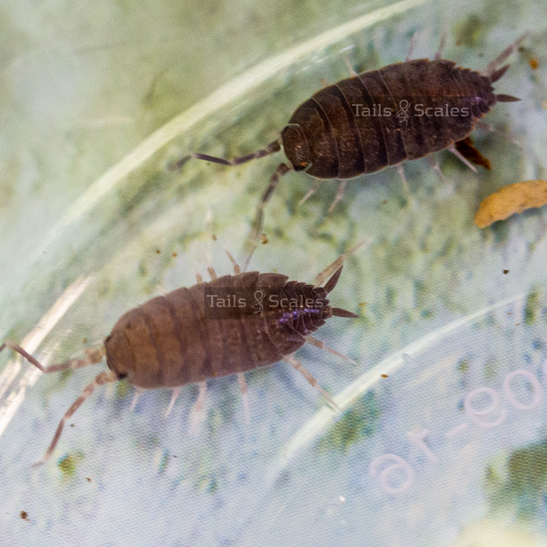 Porcellioinoides pruinosus (isopode bleu poudre)