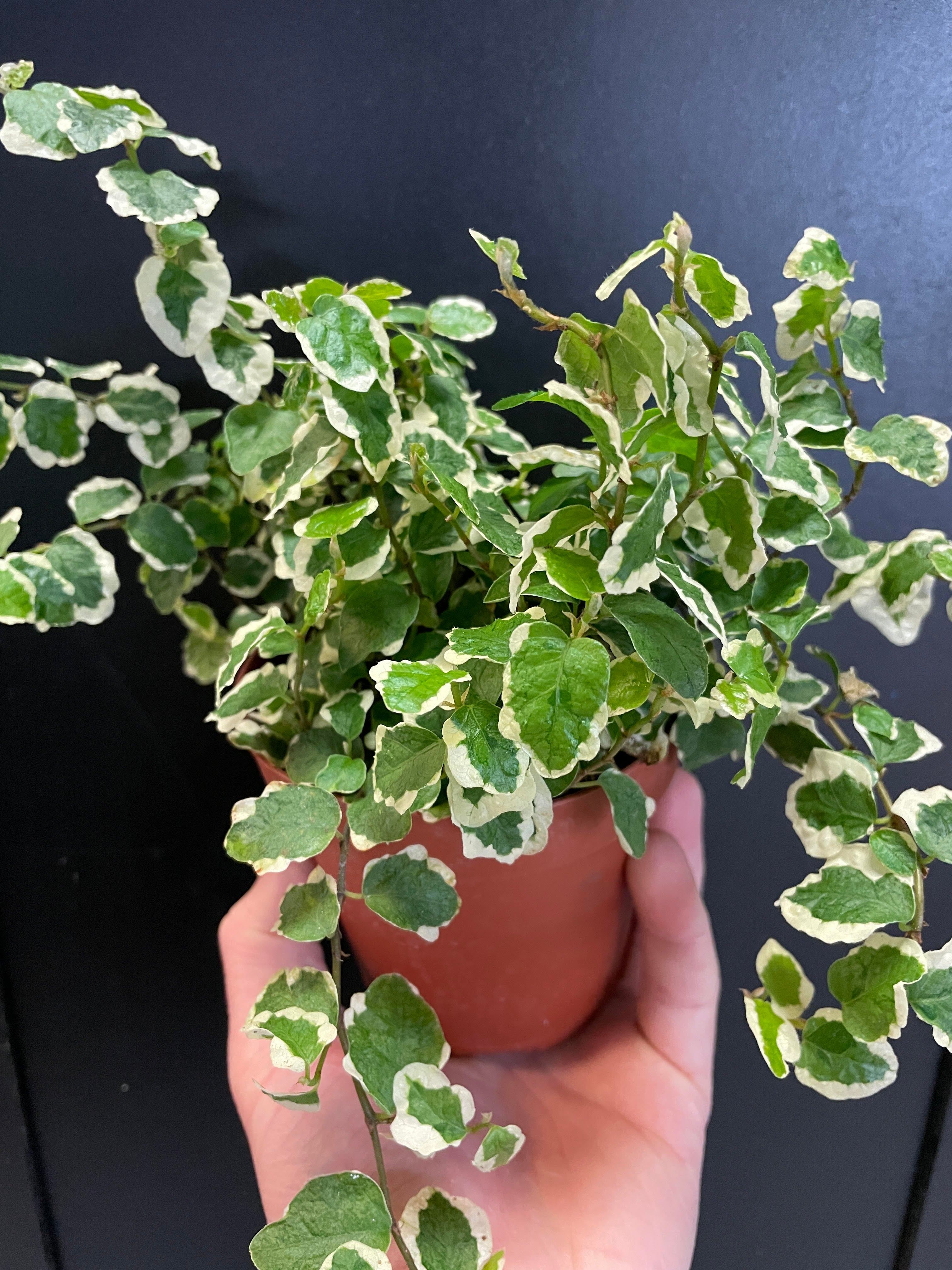 Variegated Creeping Ficus