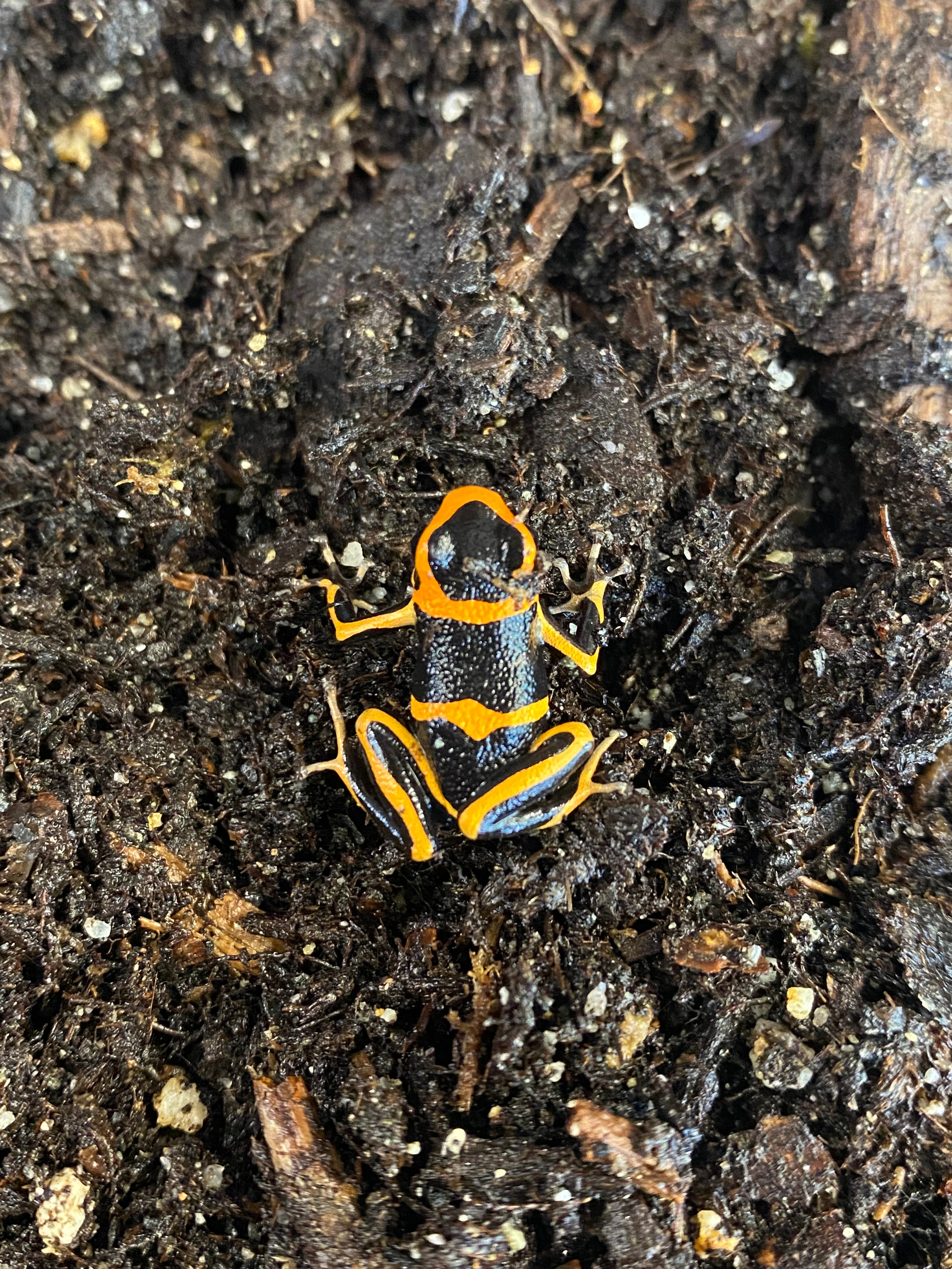 Sauce Ranitomaya Summersi