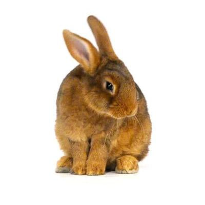 Frozen Rabbit - Small - 300-500 grams