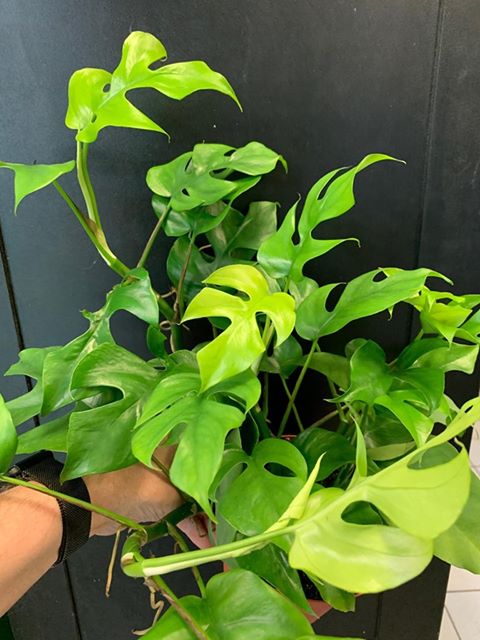 Rhaphidophora tetrasperma