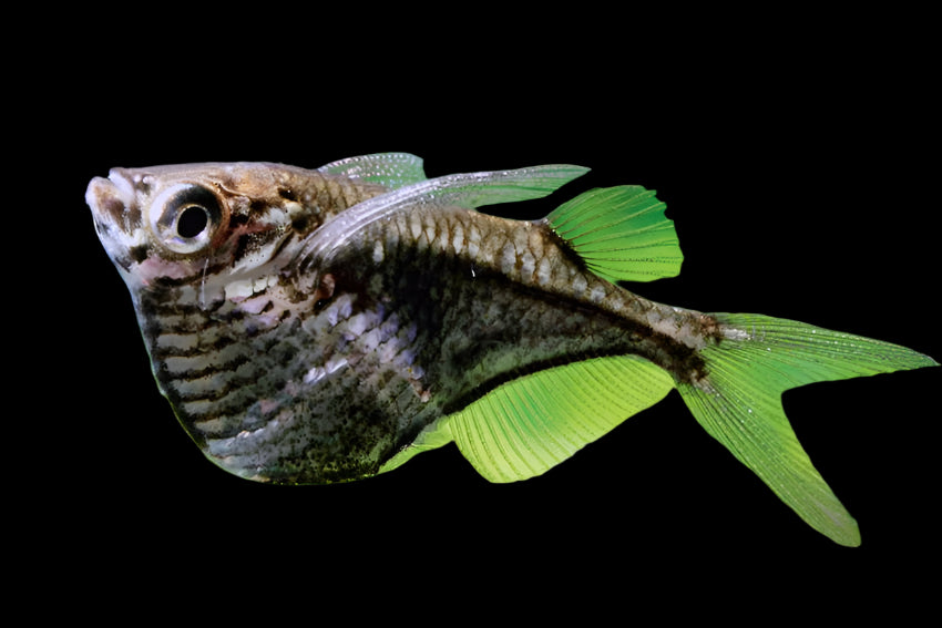 Hachette à ailes noires