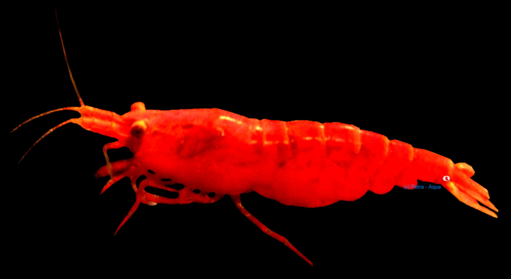 Crevettes Bloody Mary