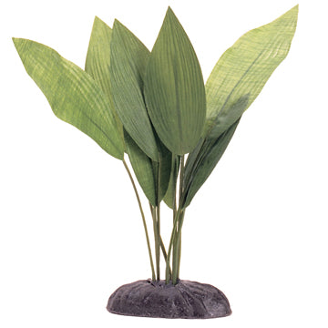 Marina EcoScaper Echinodorus