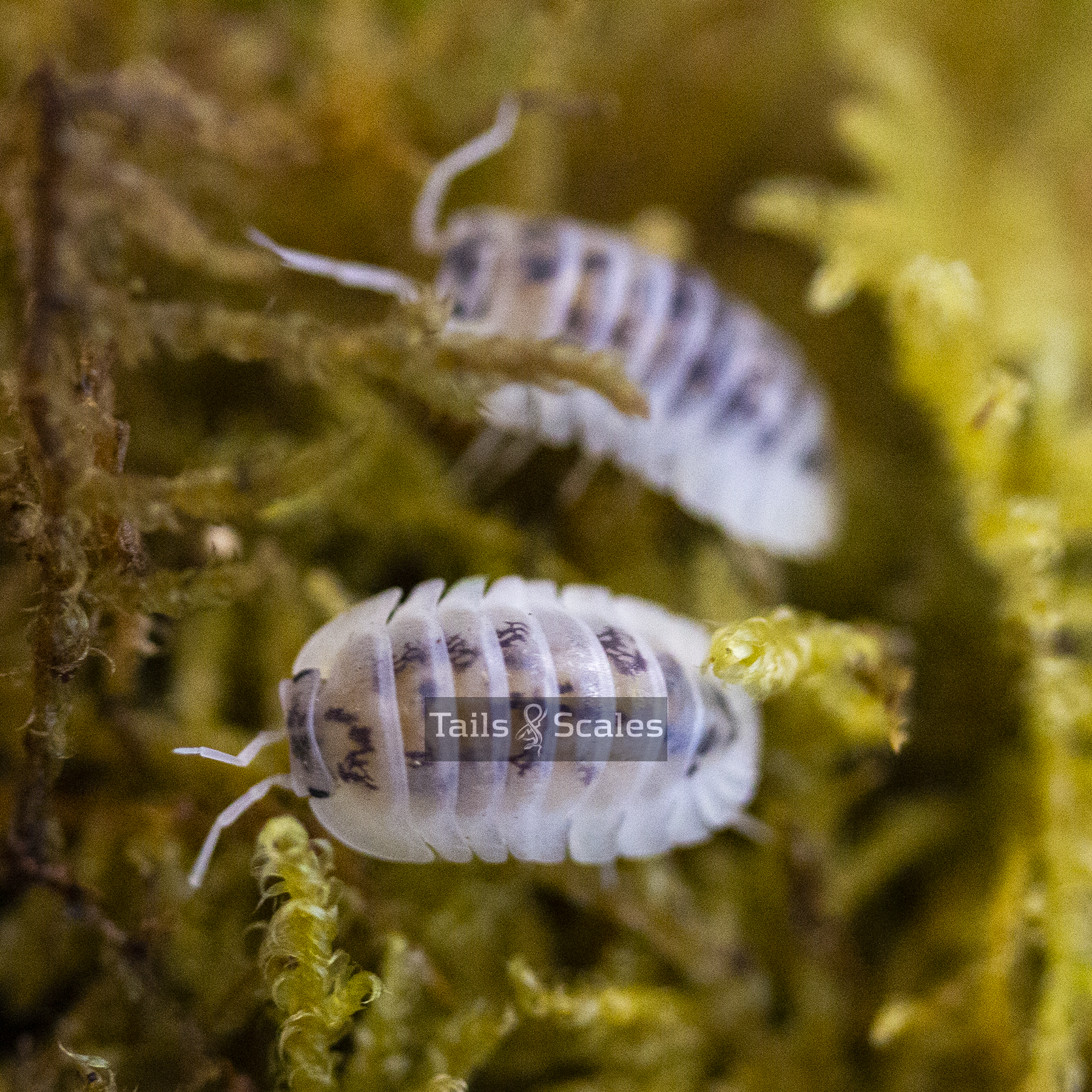 Nesodillo arcangelii (Shiro Utsuri Isopod)