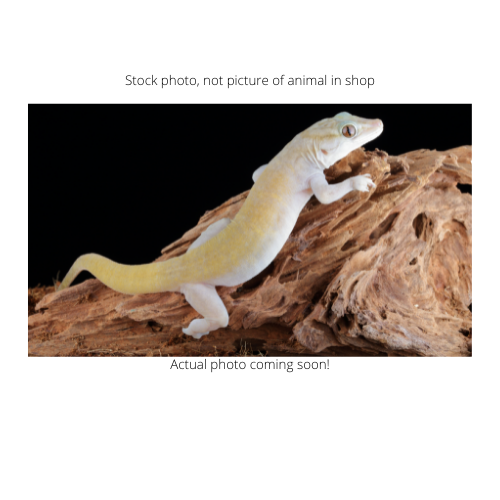 Golden Gecko (Gekko badenii)
