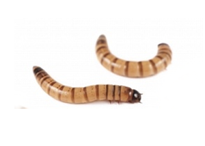 Superworms