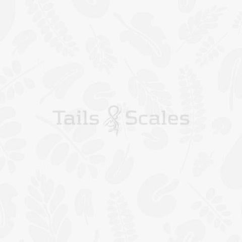 Freshwater River Sole