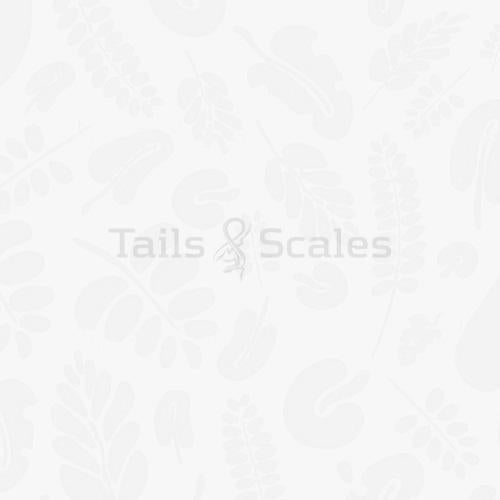 Endler bleu japonais (mâles)